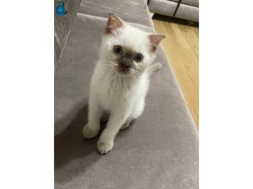 british shorthair yavrular