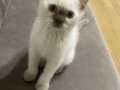 british shorthair yavrular