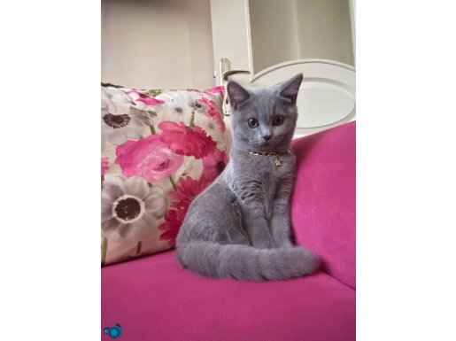 Satılık british shorthair