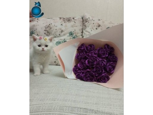 Tüy yumağı beyaz Şirine,yeni yuvasını arıyor 