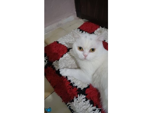 Pamuk