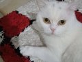 Pamuk