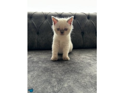 British shorthair bluepoint yavruma kalıcı yuva arıyorum