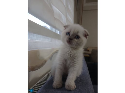 3 aylık scottish fold
