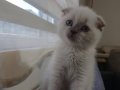 3 aylık  scottish fold