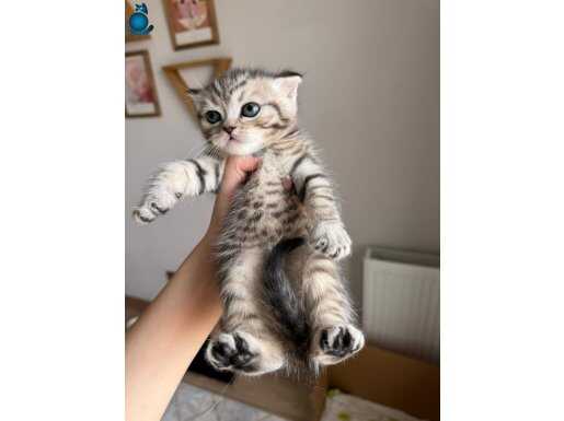 Yakışıklı oğlumuz için yuva arıyoruz 1 ay British shorthair 