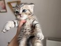 Yakışıklı oğlumuz için yuva arıyoruz 1 ay British shorthair 
