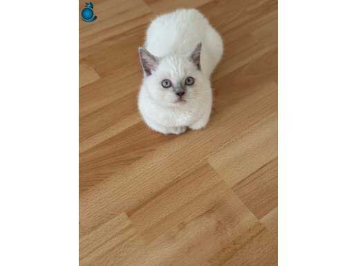 British Bluepoint Shorthair Kızımıza Yuva