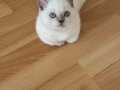 British Bluepoint Shorthair Kızımıza Yuva