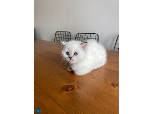 40 günlük dişi kedi