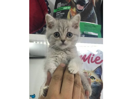 SARI BOMBA VE YAKIŞIKLI 