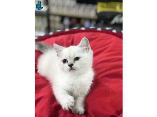 BLUE POİNT KIZIMIZ 