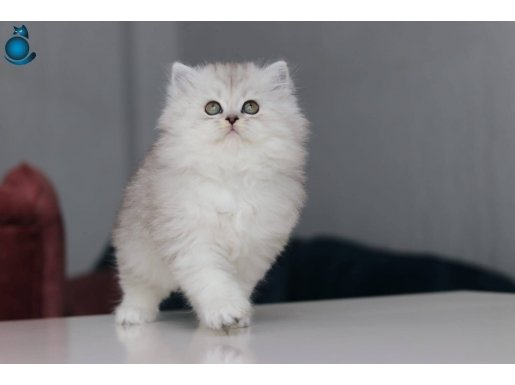 Dünya güzelimiz yeni yuvasını arıyor