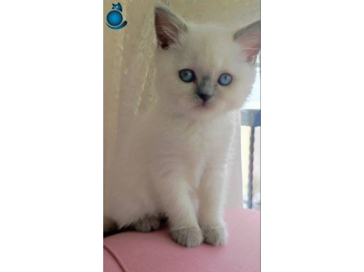 Bluepoint kedi 