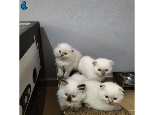 Secereli Scottish Fold Yavrular