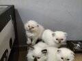 Secereli Scottish Fold Yavrular