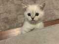 2.5 AYLIK BRITISH SHORTHAIR. SON 1 ! 
