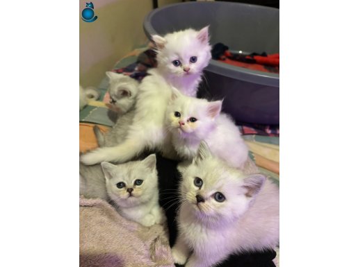 yavrularımız için aile
