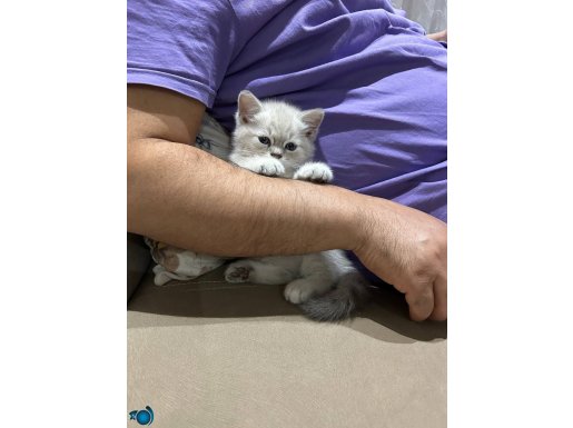Çok tatlı ve masum bi yavru