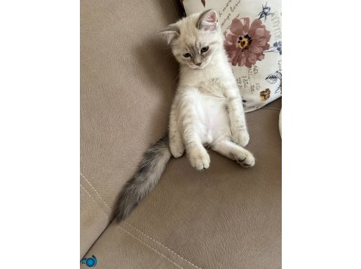 5 aylık british shorthair blue 