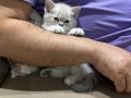 Çok tatlı ve masum bi yavru