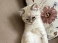 5 aylık british shorthair blue 