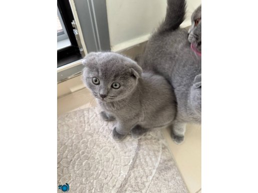 2 Aylık British Ve Scottish Fold