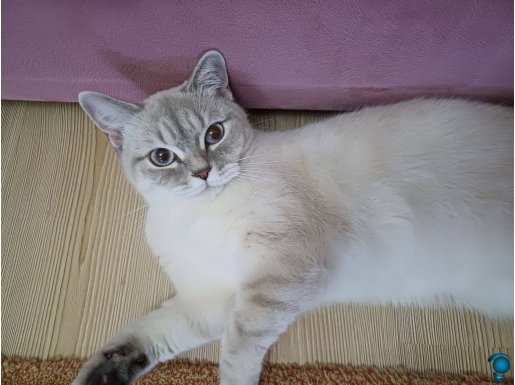 Yumak kızıma yeni bir yuva arıyoruz 