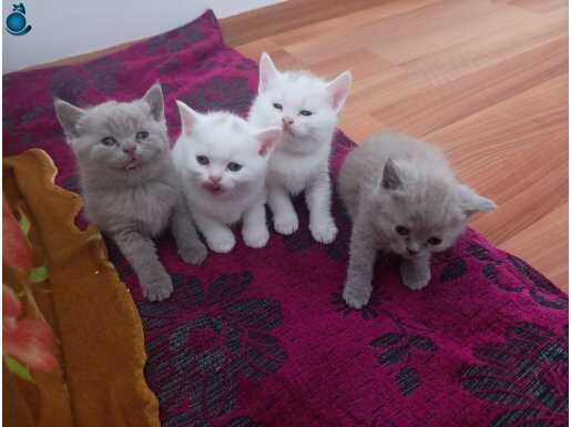 3 tane britsh yavru kedi 
