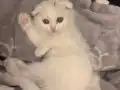 SCOTİSH FOLD EGİTİMLİ KENDİ EVİMİN KEDİLERİ ( ÜCRETLİ)