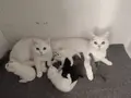 SCOTİSH FOLD EGİTİMLİ KENDİ EVİMİN KEDİLERİ ( ÜCRETLİ)