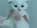 SCOTİSH FOLD EGİTİMLİ KENDİ EVİMİN KEDİLERİ ( ÜCRETLİ)