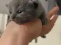 SCOTİSH FOLD EGİTİMLİ KENDİ EVİMİN KEDİLERİ ( ÜCRETLİ)