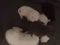 SCOTİSH FOLD EGİTİMLİ KENDİ EVİMİN KEDİLERİ ( ÜCRETLİ)