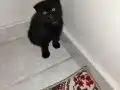 Scottish Fold Yavrularımız