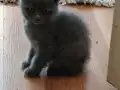 Scottish Fold Yavrularımız