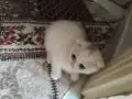 Scottish Fold Yavrularımız