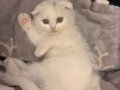 Scottish Fold Yavrularımız