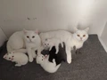 Scottish Fold Yavrularımız
