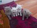 3 tane britsh yavru kedi 