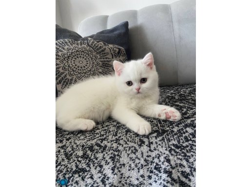 Brtish yavru kedi