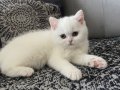 Brtish yavru kedi