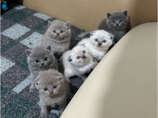 SCOTTISH FOLD & BRITISH SHORT HAIR YAVRULAR
