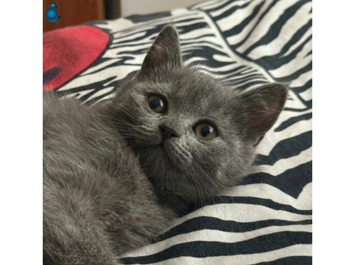BRITISH SHORTHAIR - ERKEK