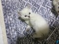 2 aylıktan küçük tatlımı tatlı oyuncu sevecen yavru