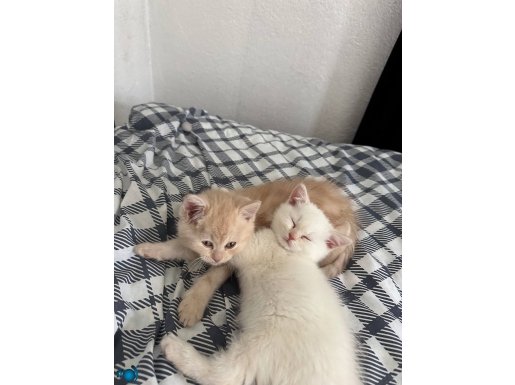 2 aylık erkek yavru yeni yuvasını arıyor 