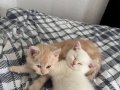 2 aylık erkek yavru yeni yuvasını arıyor 
