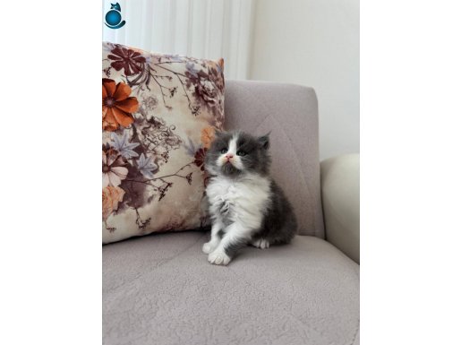 Nadir bulunan longhair bicolor