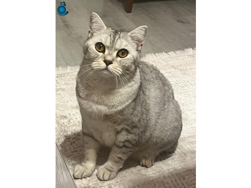 British Shorthair 1,5 yasındaki kızıma yuva arıyoruz