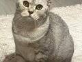 British Shorthair 1,5 yasındaki kızıma yuva arıyoruz